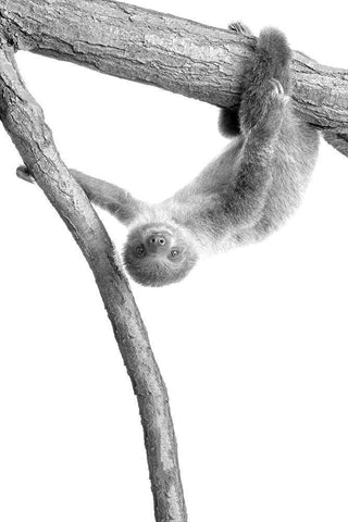 Baby Sloth 1 White Modern Wood Framed Art Print with Double Matting by Allen, Kimberly