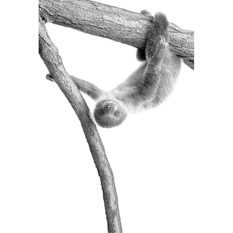 Baby Sloth 1 White Modern Wood Framed Art Print by Allen, Kimberly