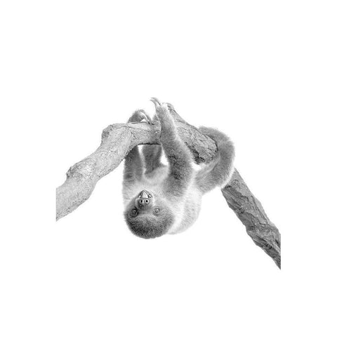 Baby Sloth 2 Gold Ornate Wood Framed Art Print with Double Matting by Allen, Kimberly