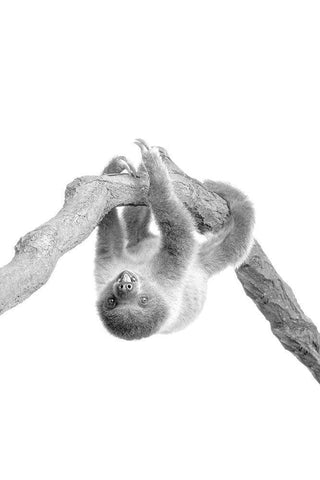 Baby Sloth 2 Black Ornate Wood Framed Art Print with Double Matting by Allen, Kimberly