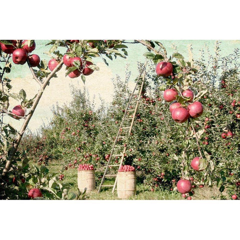 Apple Orchard Black Modern Wood Framed Art Print with Double Matting by Allen, Kimberly