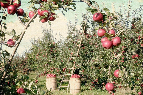 Apple Orchard Black Ornate Wood Framed Art Print with Double Matting by Allen, Kimberly