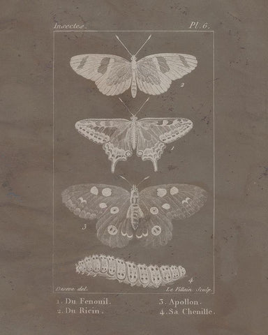 Vintage Insect 1 White Modern Wood Framed Art Print with Double Matting by Allen, Kimberly