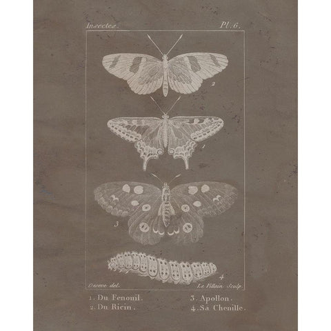 Vintage Insect 1 Black Modern Wood Framed Art Print with Double Matting by Allen, Kimberly