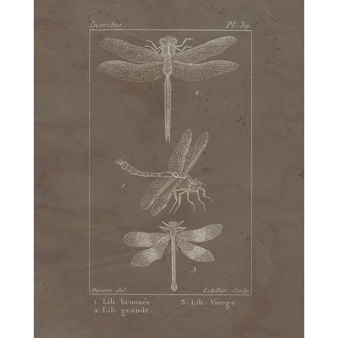 Vintage Insect 3 Gold Ornate Wood Framed Art Print with Double Matting by Allen, Kimberly