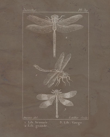 Vintage Insect 3 Black Ornate Wood Framed Art Print with Double Matting by Allen, Kimberly