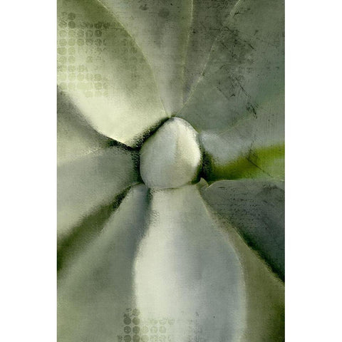 Agave Center Black Modern Wood Framed Art Print with Double Matting by Allen, Kimberly