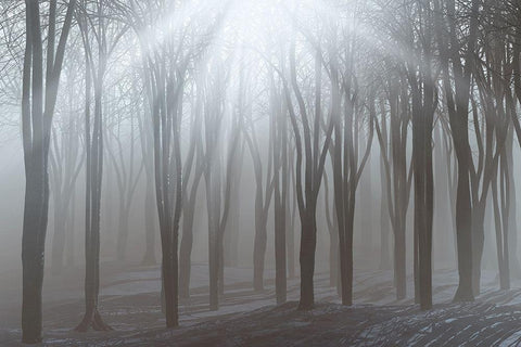 Sunlight White Modern Wood Framed Art Print with Double Matting by Allen, Kimberly