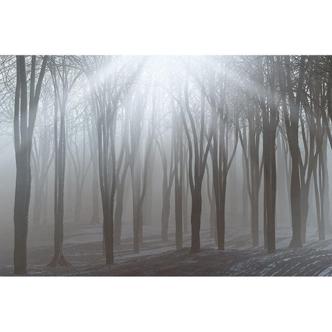 Sunlight Black Modern Wood Framed Art Print by Allen, Kimberly