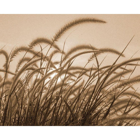 Reeds White Modern Wood Framed Art Print by Allen, Kimberly