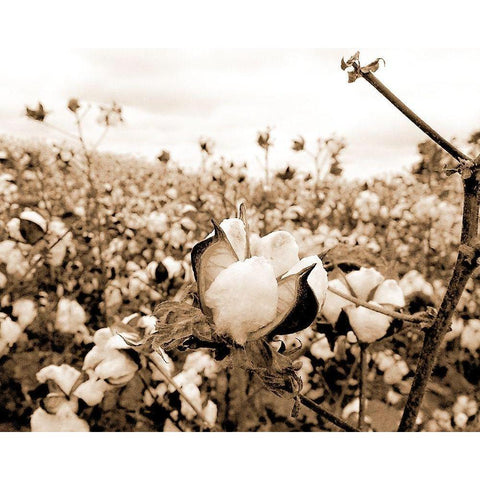 Cotton Fields White Modern Wood Framed Art Print by Allen, Kimberly