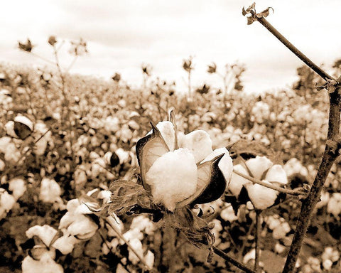 Cotton Fields Black Ornate Wood Framed Art Print with Double Matting by Allen, Kimberly
