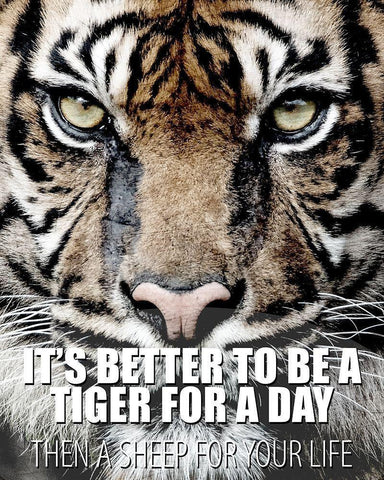 A Tiger for a Day White Modern Wood Framed Art Print with Double Matting by Allen, Kimberly