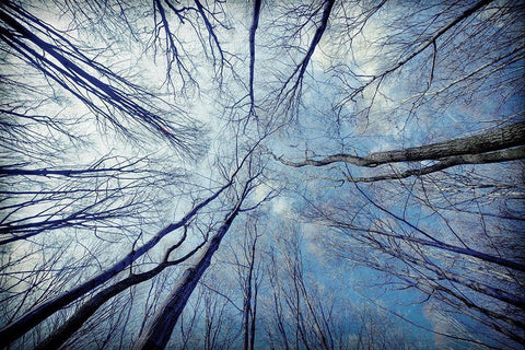 Tree View White Modern Wood Framed Art Print with Double Matting by Allen, Kimberly