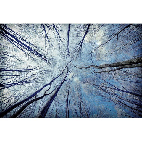 Tree View White Modern Wood Framed Art Print by Allen, Kimberly