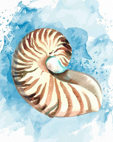 Coast Shell 1 White Modern Wood Framed Art Print with Double Matting by Allen, Kimberly