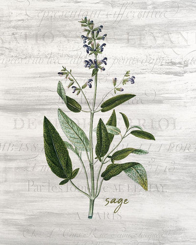 Fresh Cut Herbs 2 Black Ornate Wood Framed Art Print with Double Matting by Allen, Kimberly