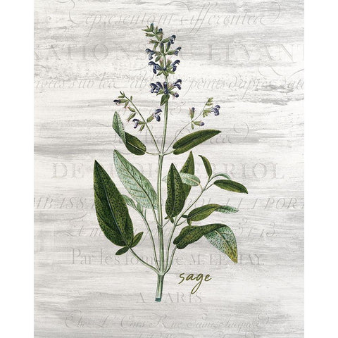 Fresh Cut Herbs 2 Black Modern Wood Framed Art Print by Allen, Kimberly