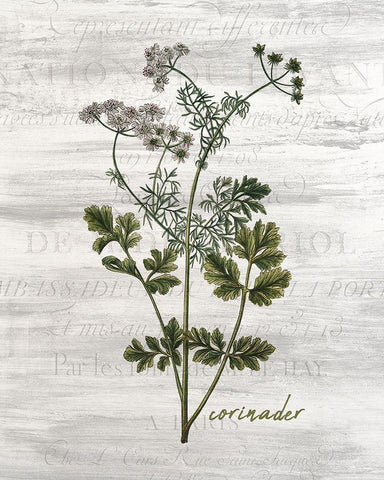 Fresh Cut Herbs 3 Black Ornate Wood Framed Art Print with Double Matting by Allen, Kimberly