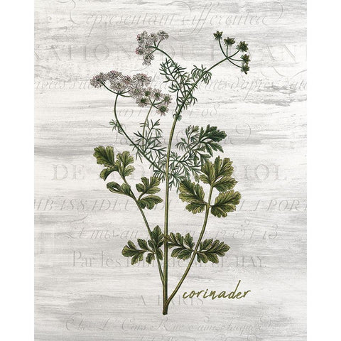 Fresh Cut Herbs 3 Black Modern Wood Framed Art Print with Double Matting by Allen, Kimberly