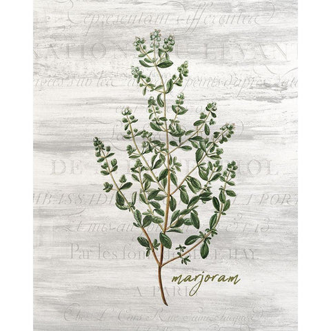 Fresh Cut Herbs 4 White Modern Wood Framed Art Print by Allen, Kimberly