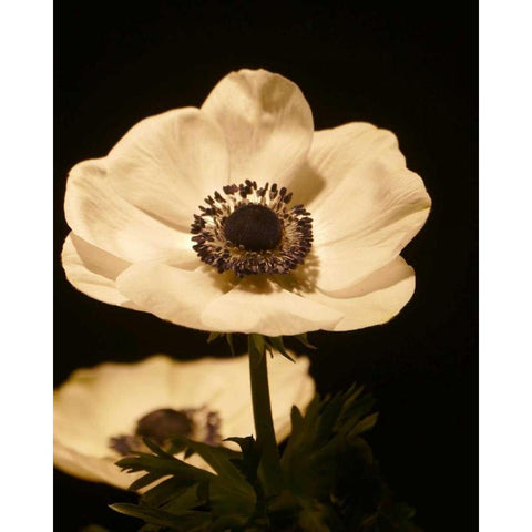 Floral Closeup 1 Gold Ornate Wood Framed Art Print with Double Matting by Allen, Kimberly