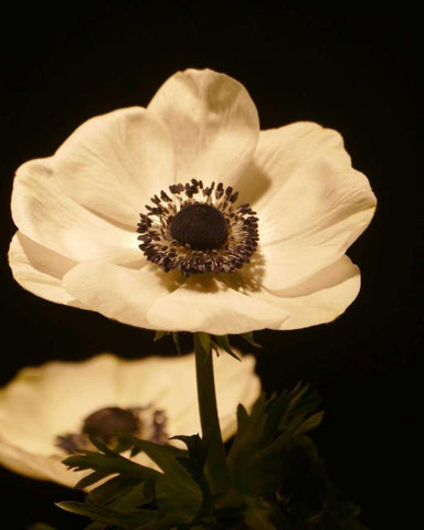 Floral Closeup 1 White Modern Wood Framed Art Print with Double Matting by Allen, Kimberly