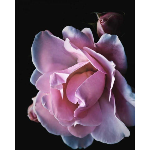 Floral Closeup 2 White Modern Wood Framed Art Print by Allen, Kimberly