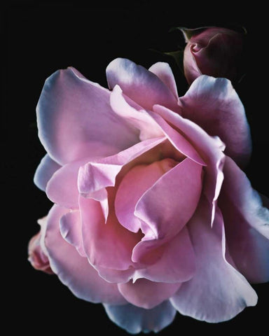 Floral Closeup 2 White Modern Wood Framed Art Print with Double Matting by Allen, Kimberly