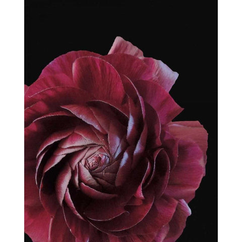 Floral Closeup 3 Black Modern Wood Framed Art Print with Double Matting by Allen, Kimberly