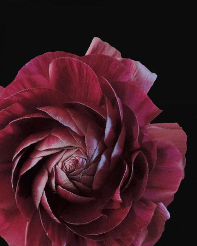 Floral Closeup 3 White Modern Wood Framed Art Print with Double Matting by Allen, Kimberly