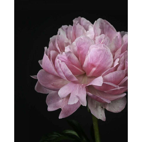 Floral Closeup 4 Black Modern Wood Framed Art Print by Allen, Kimberly