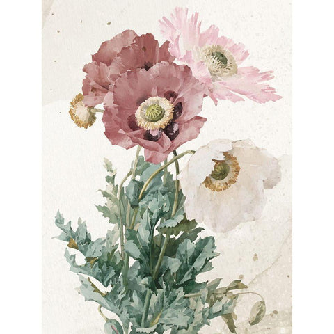 Vintage Flower Black Modern Wood Framed Art Print with Double Matting by Allen, Kimberly