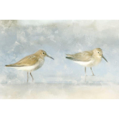 Sandpiper Beach Black Modern Wood Framed Art Print with Double Matting by Allen, Kimberly