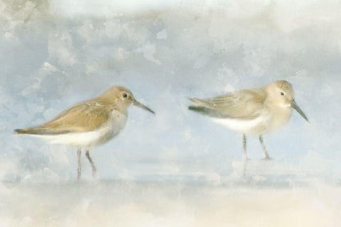 Sandpiper Beach White Modern Wood Framed Art Print with Double Matting by Allen, Kimberly