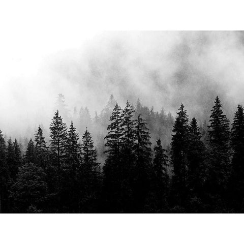 Foggy Morning Black Modern Wood Framed Art Print with Double Matting by Allen, Kimberly