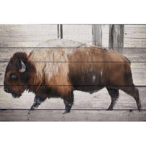 Winter Bison Black Modern Wood Framed Art Print with Double Matting by Allen, Kimberly