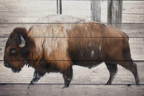 Winter Bison Black Ornate Wood Framed Art Print with Double Matting by Allen, Kimberly