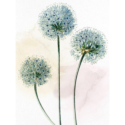 Watercolor Dandelion Black Modern Wood Framed Art Print with Double Matting by Allen, Kimberly