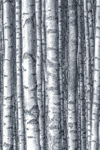 Birches 1 White Modern Wood Framed Art Print with Double Matting by Allen, Kimberly