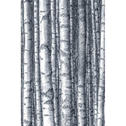 Birches 1 Black Modern Wood Framed Art Print with Double Matting by Allen, Kimberly