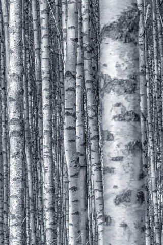 Birches 2 White Modern Wood Framed Art Print with Double Matting by Allen, Kimberly