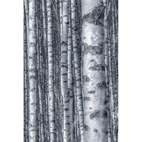 Birches 2 White Modern Wood Framed Art Print by Allen, Kimberly