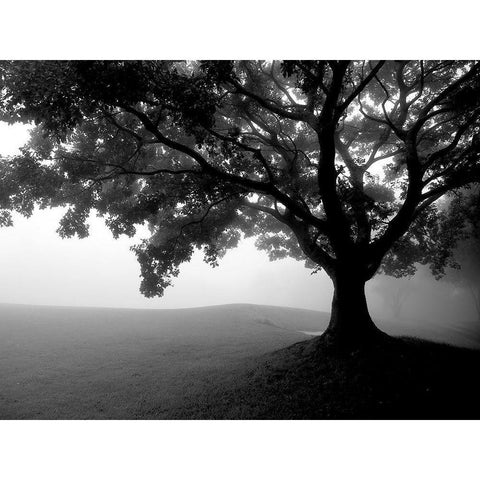 Early Morning Fog Black Modern Wood Framed Art Print with Double Matting by Allen, Kimberly