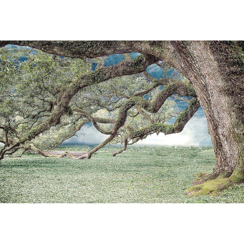 Under the Branches Black Modern Wood Framed Art Print with Double Matting by Allen, Kimberly