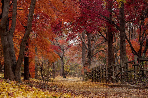 Autumn Stroll Black Ornate Wood Framed Art Print with Double Matting by Allen, Kimberly