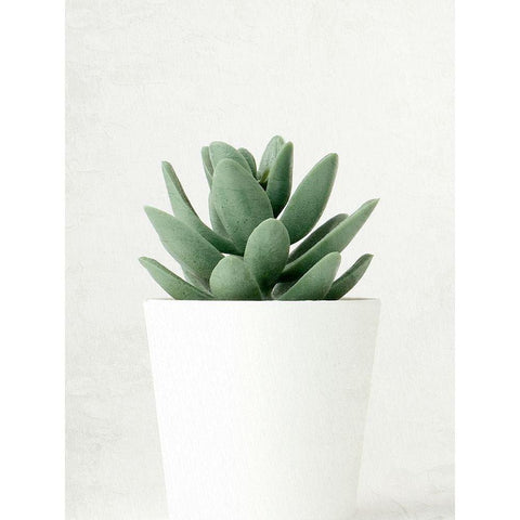 Succulent Photo 1 White Modern Wood Framed Art Print by Allen, Kimberly