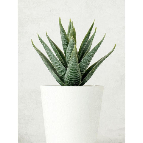 Succulent Photo 2 White Modern Wood Framed Art Print by Allen, Kimberly