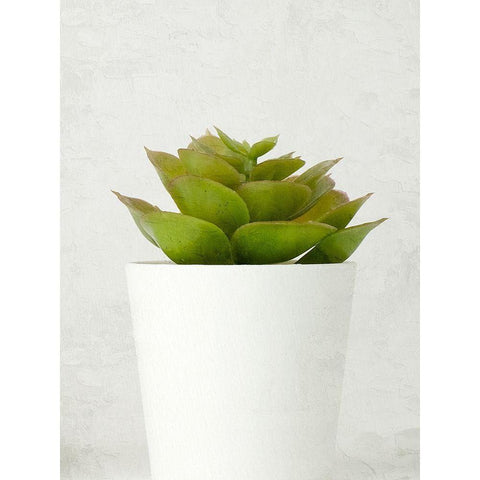 Succulent Photo 3 White Modern Wood Framed Art Print by Allen, Kimberly