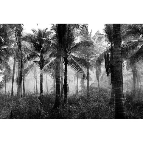 Palms Black And White Black Modern Wood Framed Art Print with Double Matting by Allen, Kimberly